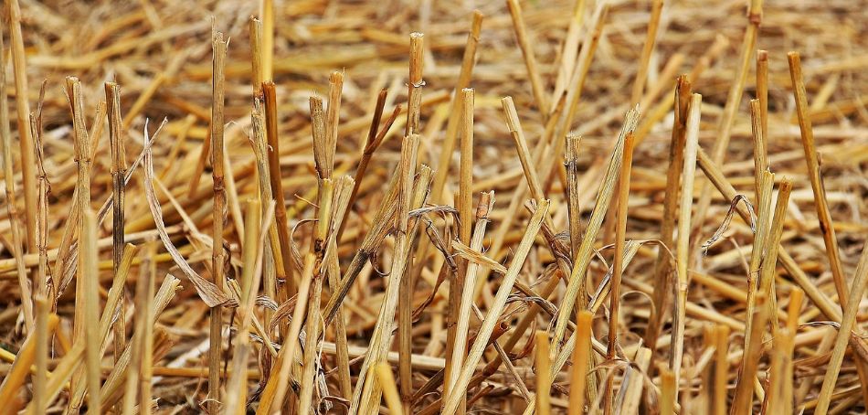 Substrats alternatifs : comment cultiver sur de la paille de riz fermentée et des pépins d'olive